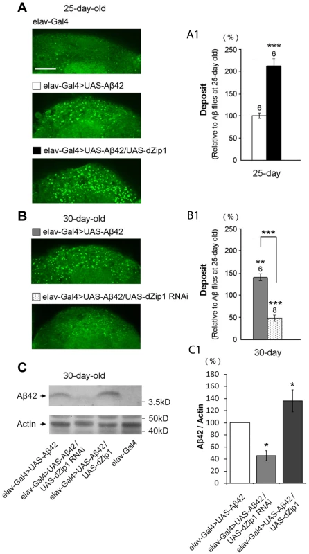 <i>dZip1</i> inhibition reduces the accumulation of Aβ42 fibril deposits as well as the SDS-soluble form.