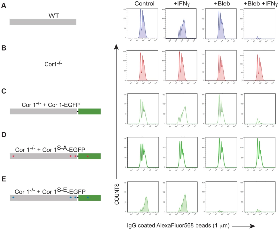 Analysis of IgG-coated bead uptake in cells expressing wild type and serine-phosphorylated mutants of coronin 1.