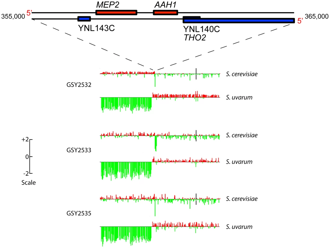 Array-Comparative Genome Hybridization (aCGH) caryoscopes of Chromosome 14 rearrangement seen in three independently-evolved F1 hybrids.