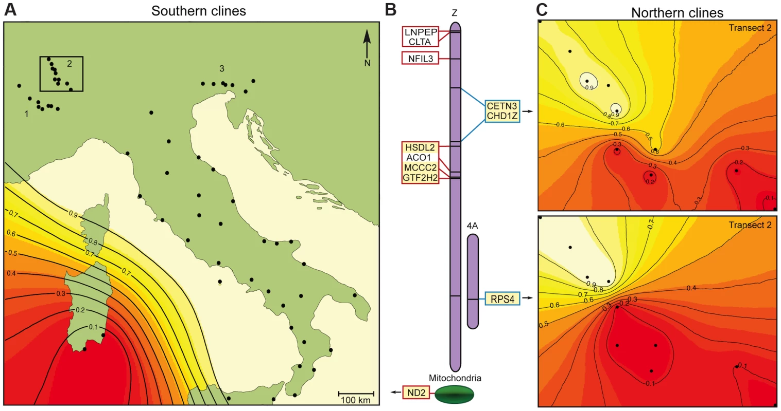 Genetic incompatibilities between the hybrid Italian sparrow and its parent species.