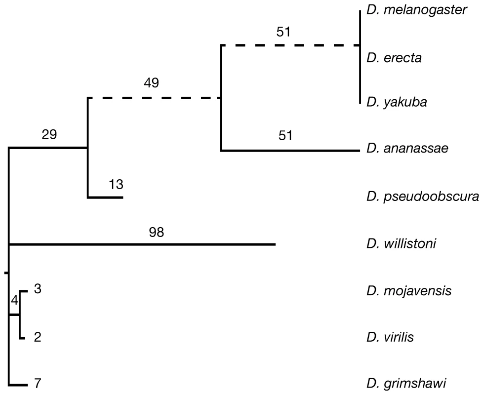 The uneven distribution of novel introns across <i>Drosophila</i> species.