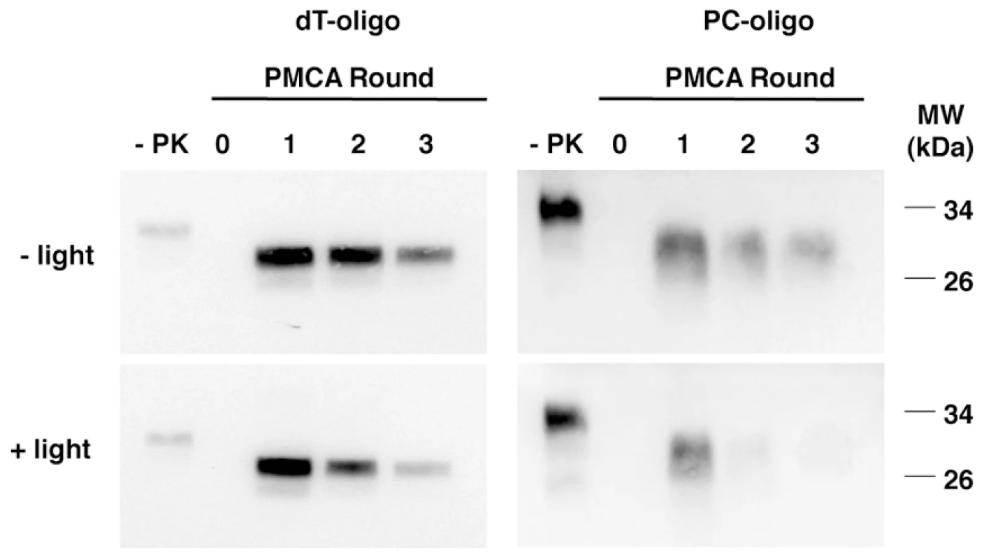 Western blot showing the effect of degrading PC-oligo on its ability to stimulate prion conversion in sPMCA.