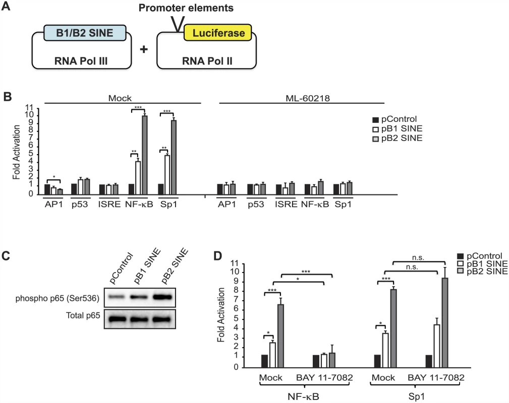 SINE RNAs activate the NF-κB pathway.