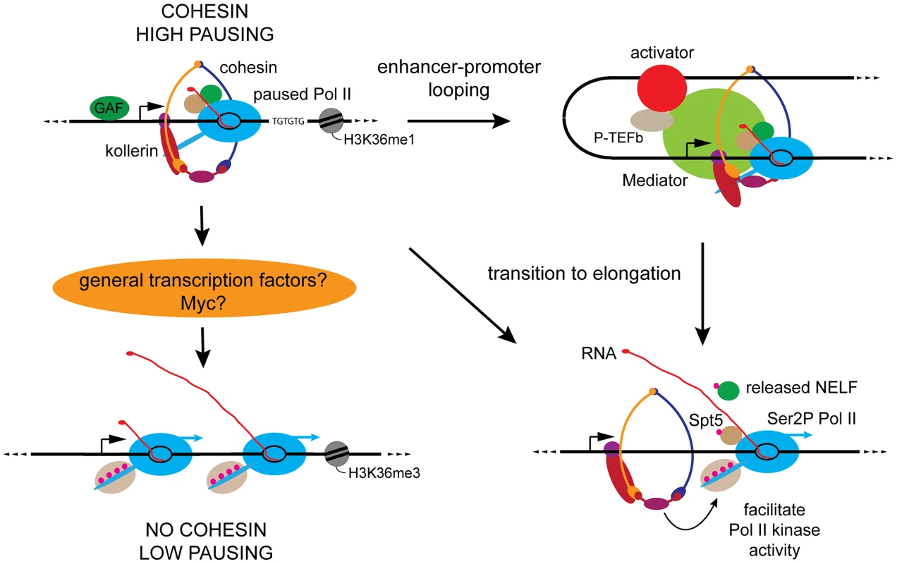 Key features of cohesin-binding genes and proposed roles for cohesin in genome-wide control of Pol II activity.
