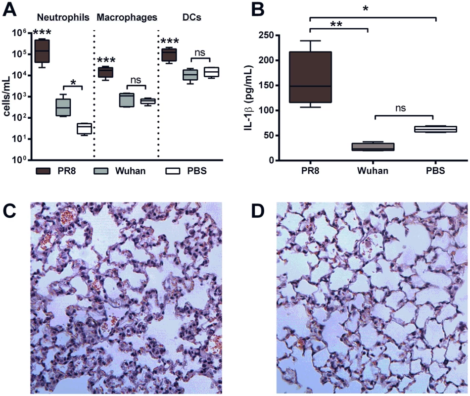 PB1-F2 peptide derived from pathogenic IAV increases cellularity and IL-1β secretion in the lungs.