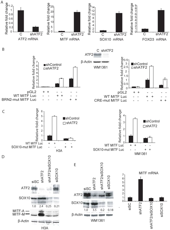 Negative regulation of MITF by ATF2 is mediated by SOX10.