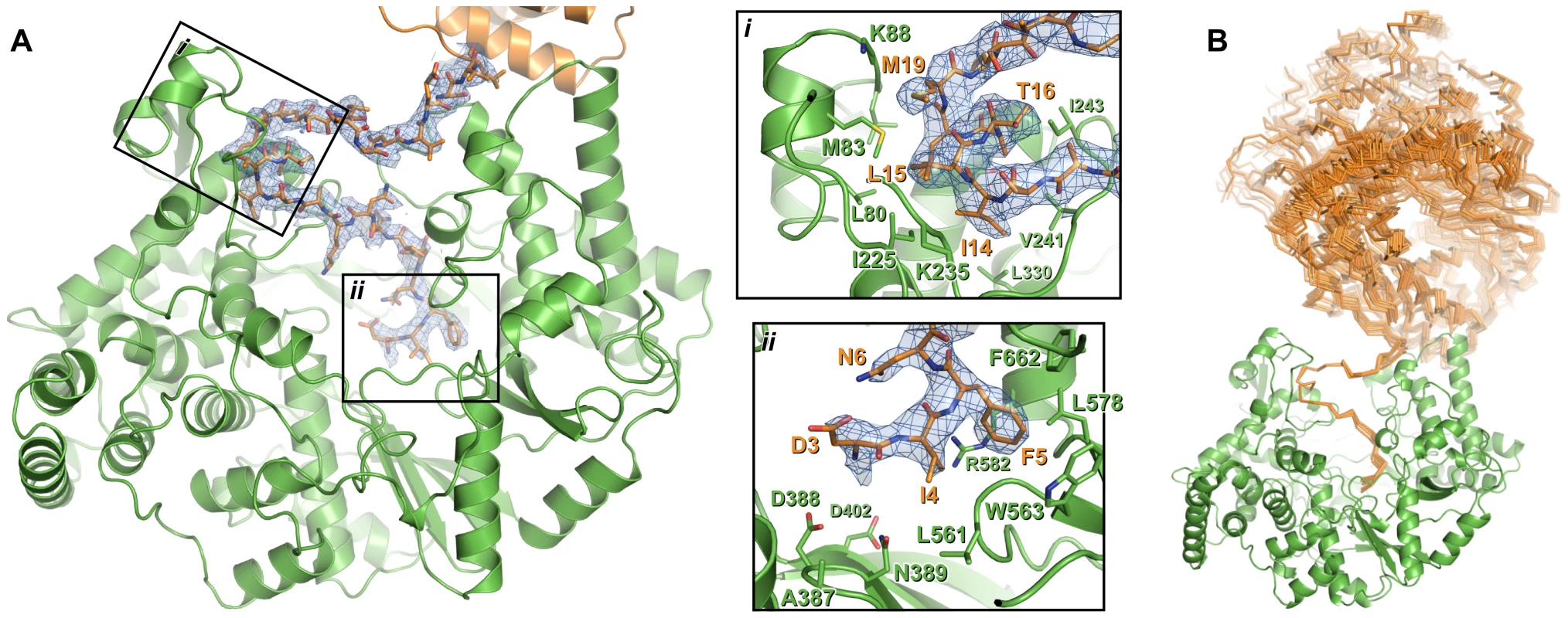 Interaction of the N-terminal tail with the polymerase domain of VP1.