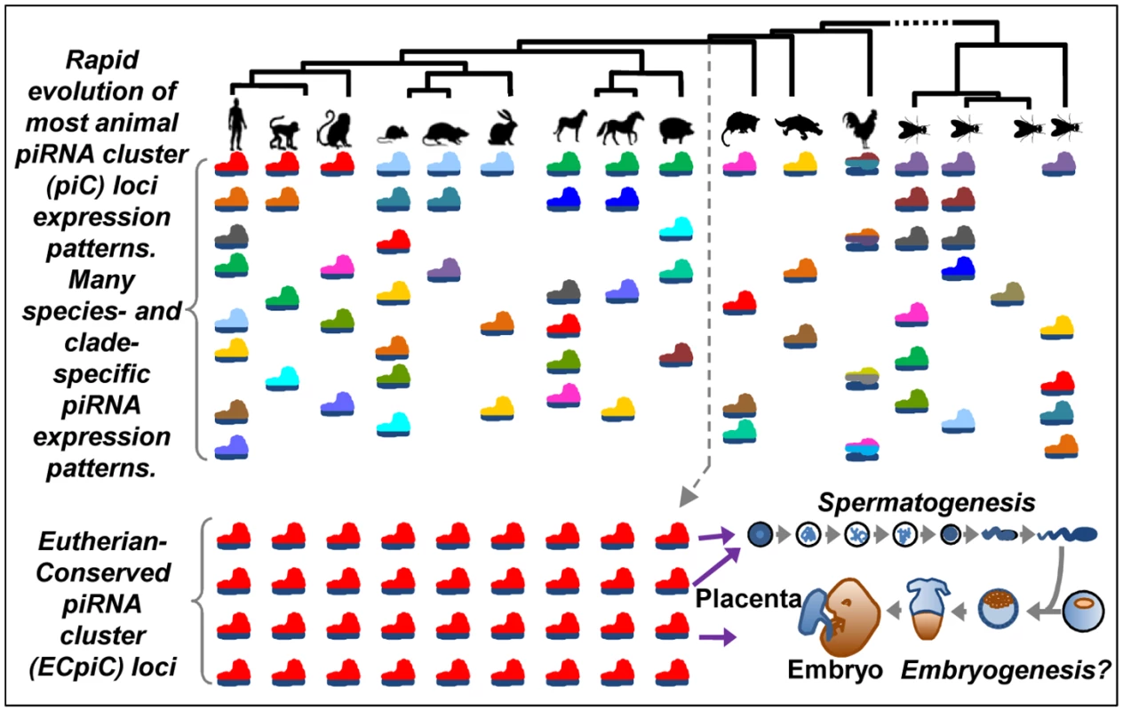 A model for the evolution of piC loci expression patterns.