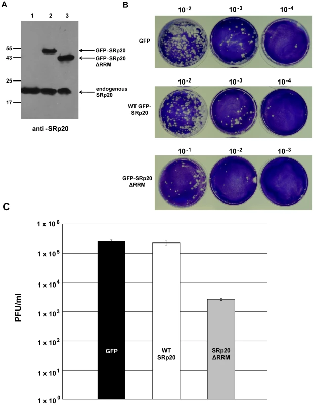 Effect of SRp20ΔRRM expression on poliovirus yield.