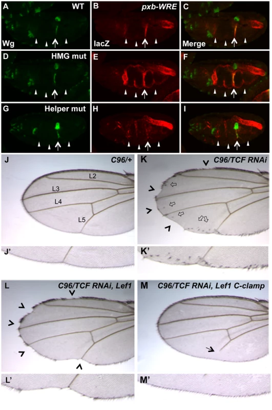 Helper sites and the C-clamp are not required for basal repression of Wg targets in <i>Drosophila</i>.