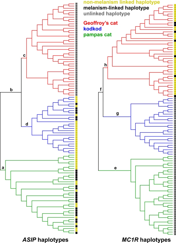 Phylogenetic relationships among chromosomes for each locus inferred with BEAST2 [<em class=&quot;ref&quot;>34</em>].