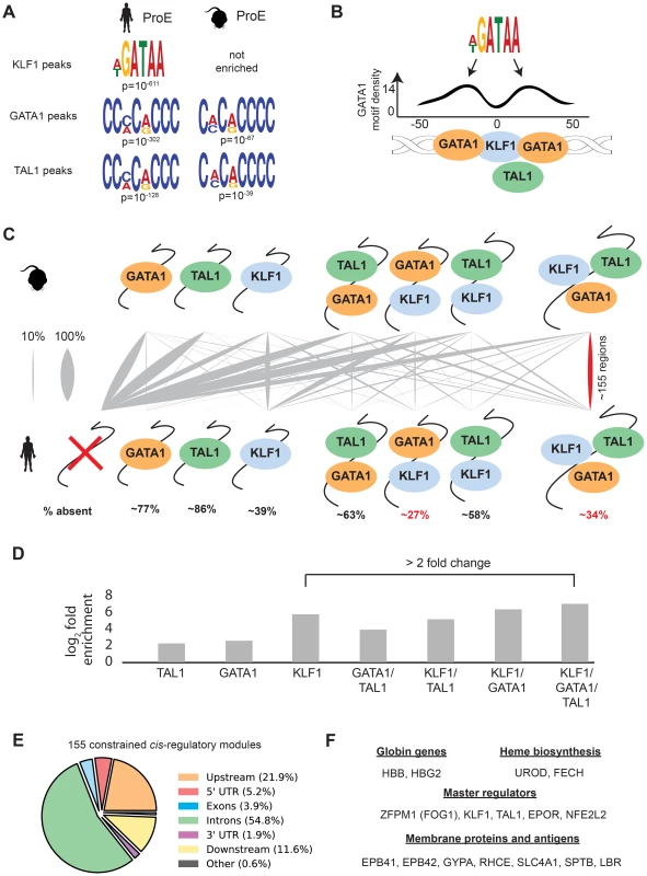Combinatorial occupancy patterns of transcription factors are strongly conserved.