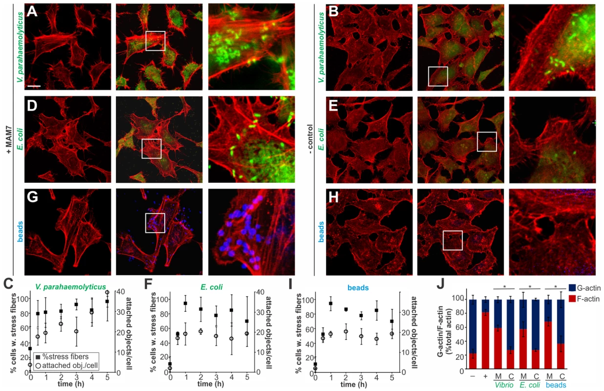Clustering of MAM7 adhesin causes sustained actin rearrangements in host cells.