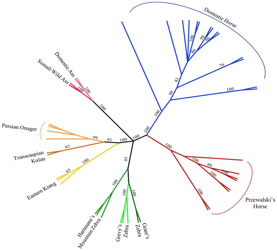 Phylogenetic tree of extant Hippomorpha.