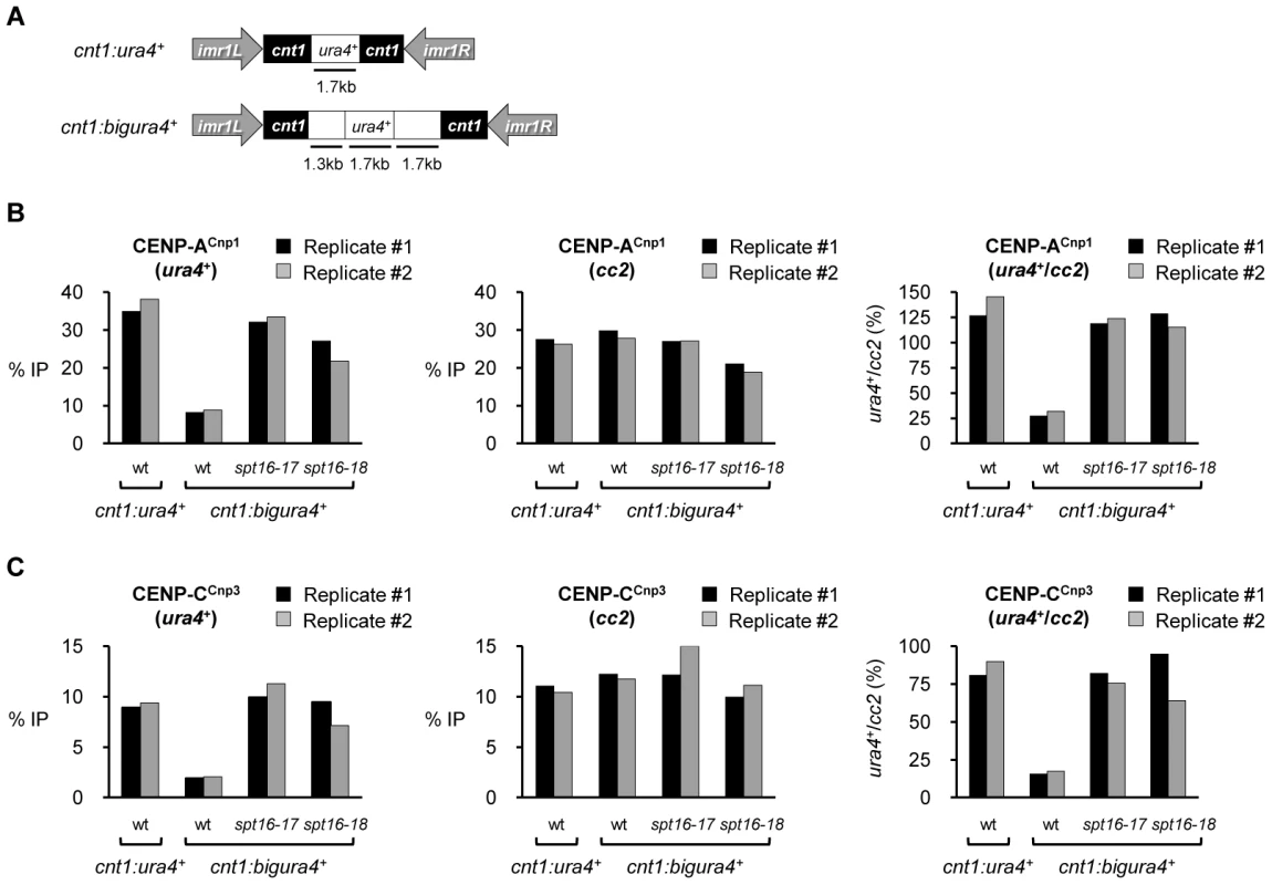 Spt16 prevents efficient assembly of CENP-A<sup>Cnp1</sup> chromatin on large non-centromeric DNA inserted within the central domain.