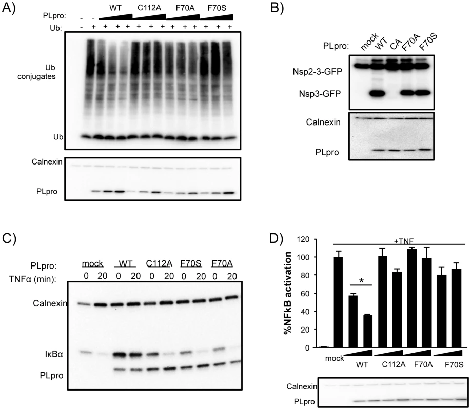 Deubiquitinating activity and NF-κB antagonism are reduced by mutation of SARS-CoV PLpro residue F70.