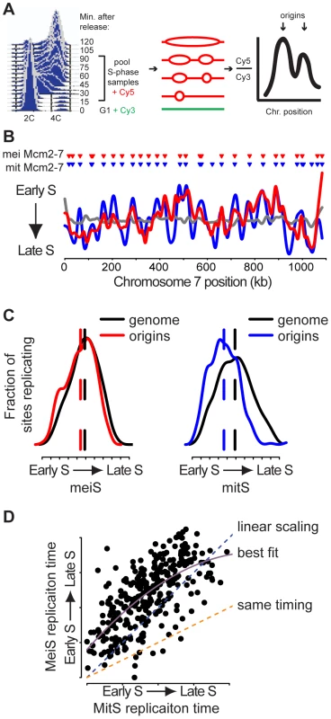 Meiotic DNA replication profiles.