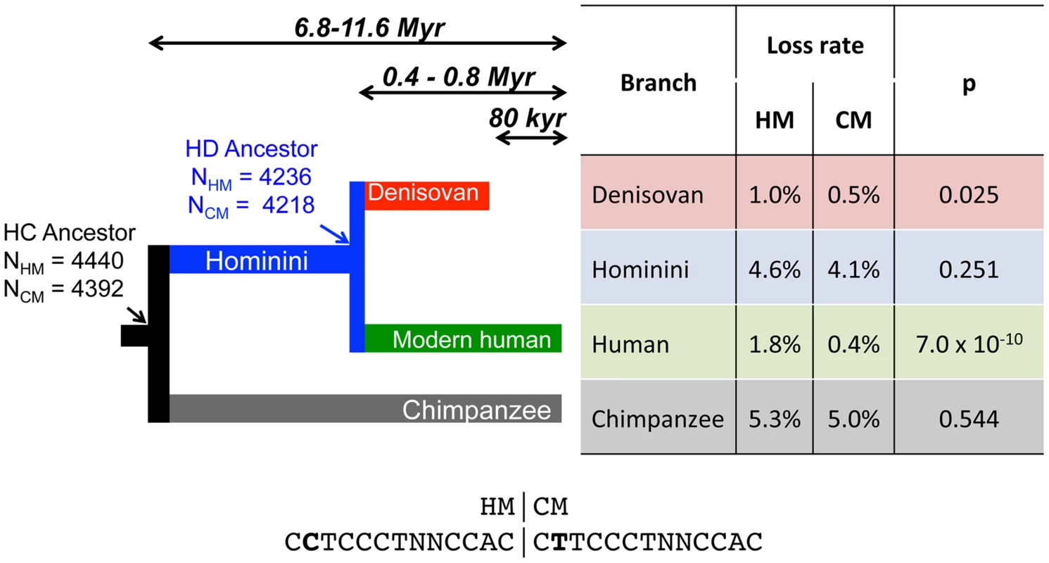 Differential loss of HM motifs across recent human history.