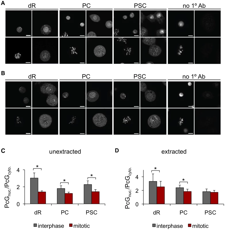 The PcG proteins PSC, PC, and dR are not excluded from mitotic chromosomes.