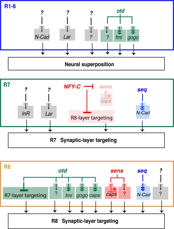 Transcriptional inputs required for proper photoreceptor targeting in the <i>Drosophila</i> visual system.