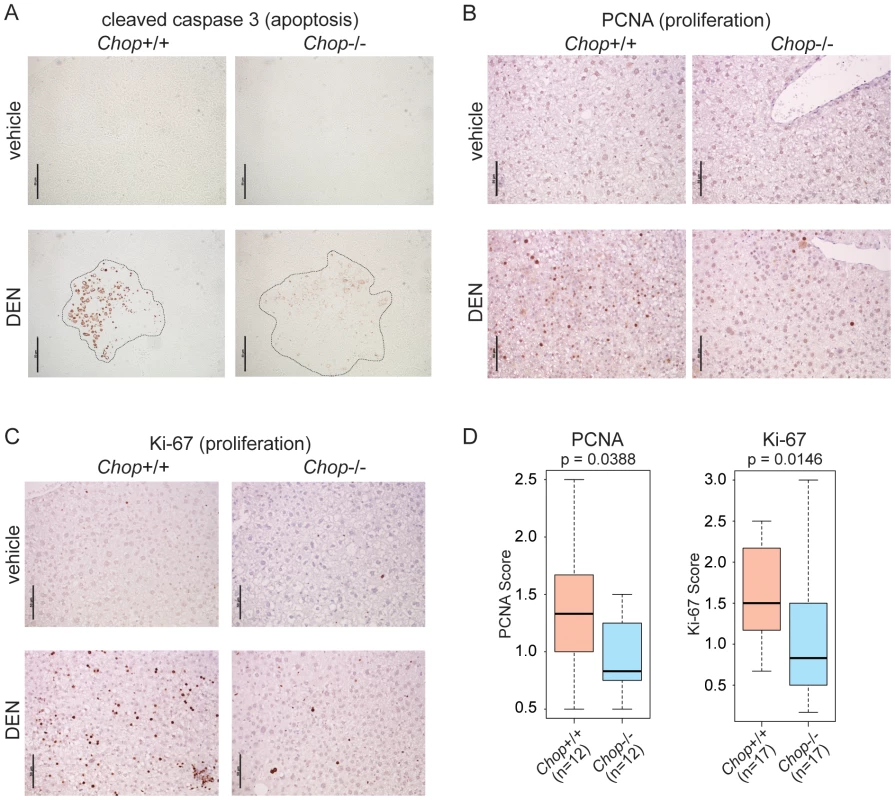 CHOP promotes hepatocellular apoptosis and proliferation.