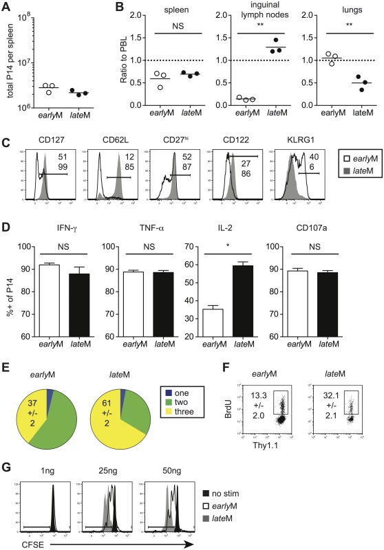 Localization, phenotype, and function of memory CD8 T cells changes with time after infection.