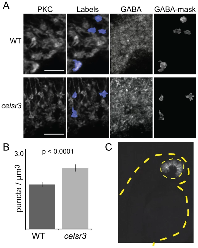 The number of GABA receptor puncta is increased on <i>celsr3</i> mutant ON-bipolar terminals.