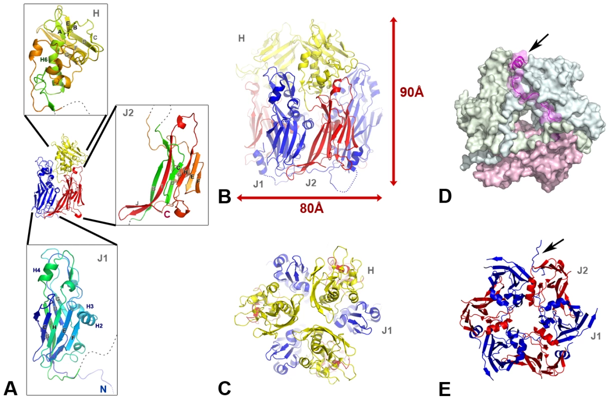 The scaffolding protein D13 of poxvirus is a trimeric double-barrel capsid protein.