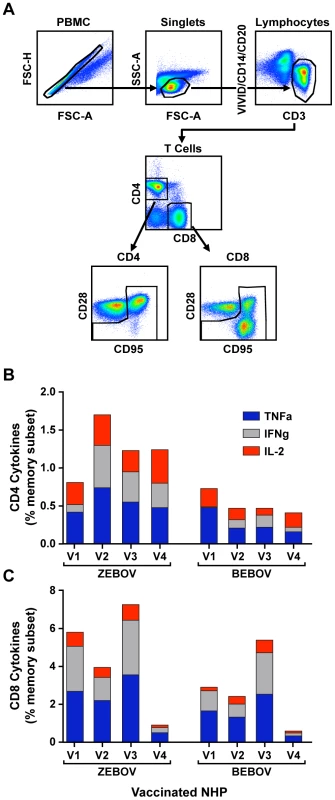 T-cell immune responses measured by intracellular cytokine staining.