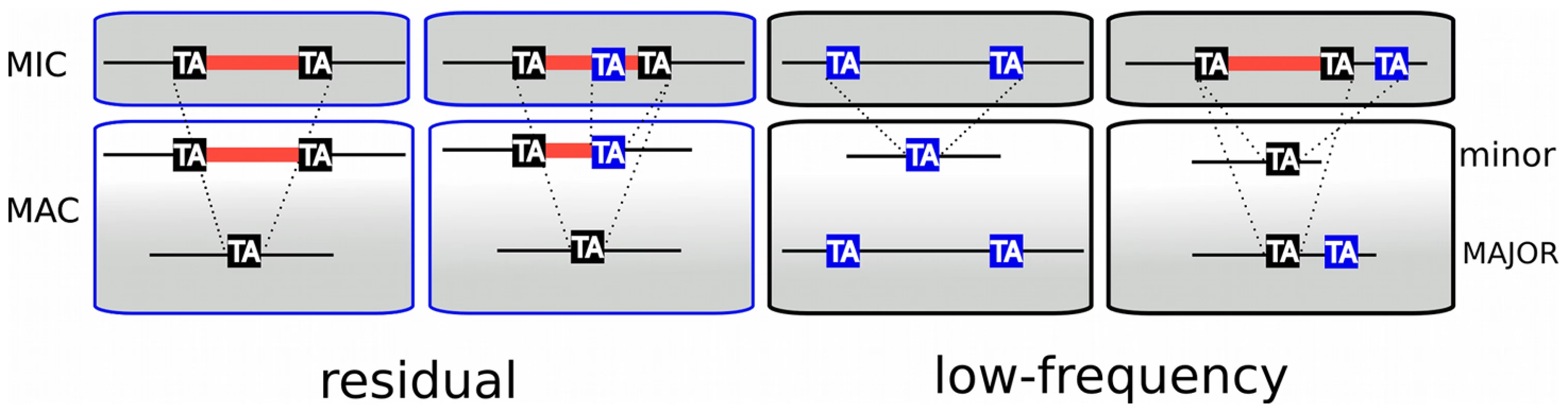 TA-indels are produced by IES excision errors.