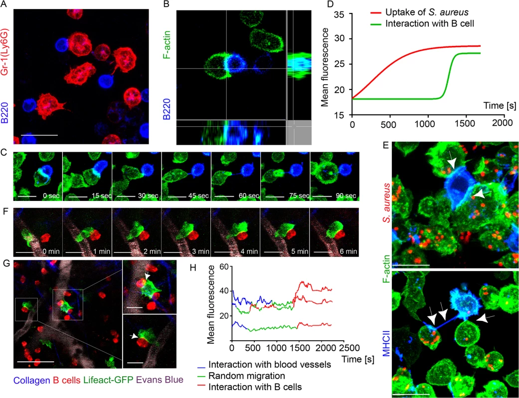 F-actin accumulates at interaction sites between neutrophils and B cells.