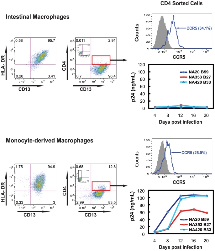 CD4<sup>+</sup> intestinal macrophages do not support HIV-1 replication.