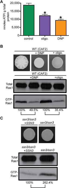 Ras1 signaling depends on total intracellular ATP levels.