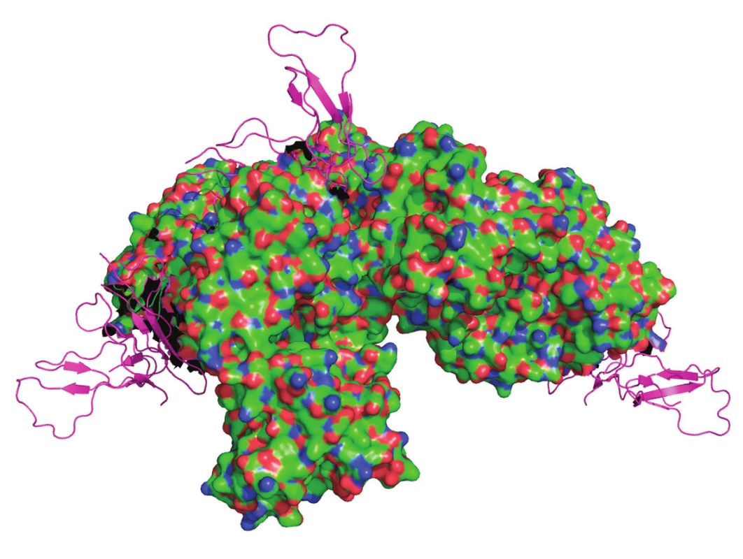 Molekula basiliximabu v komplexu s ektodoménou IL-2Rα (fialová)