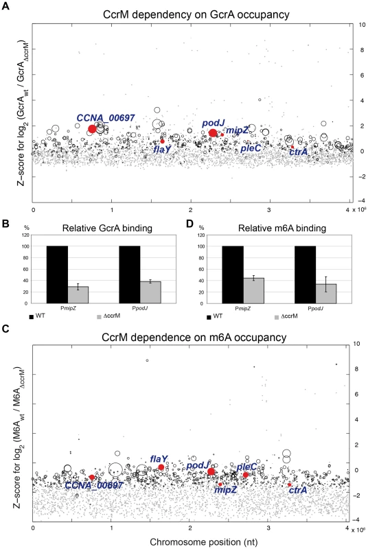 GcrA binding and m6A marks in promoters across the genome in WT and Δ<i>ccrM</i> cells.