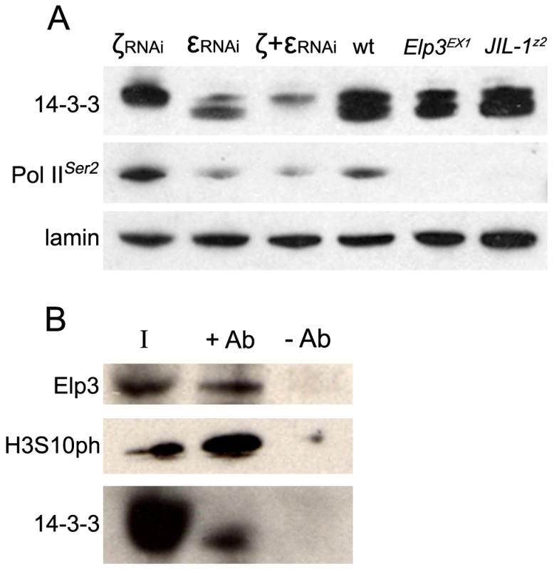 14-3-3 proteins are required for transcription elongation of most <i>Drosophila</i> genes and interact with the elongation protein Elp3.