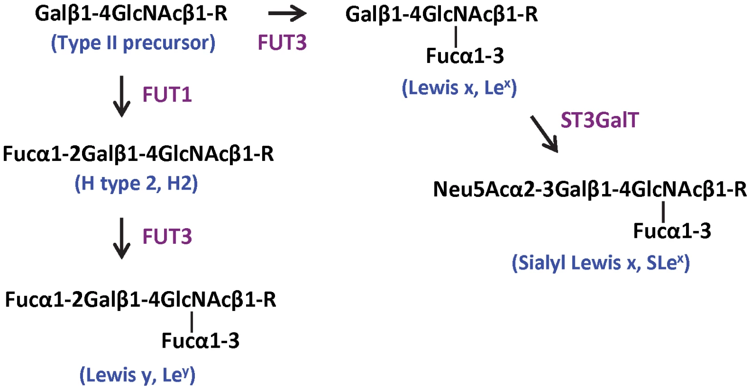 Biosynthesis pathways of Lewis y and sialyl Lewis x starting from the type II precursor (Galβ1–4GlcNAcβ1-R).