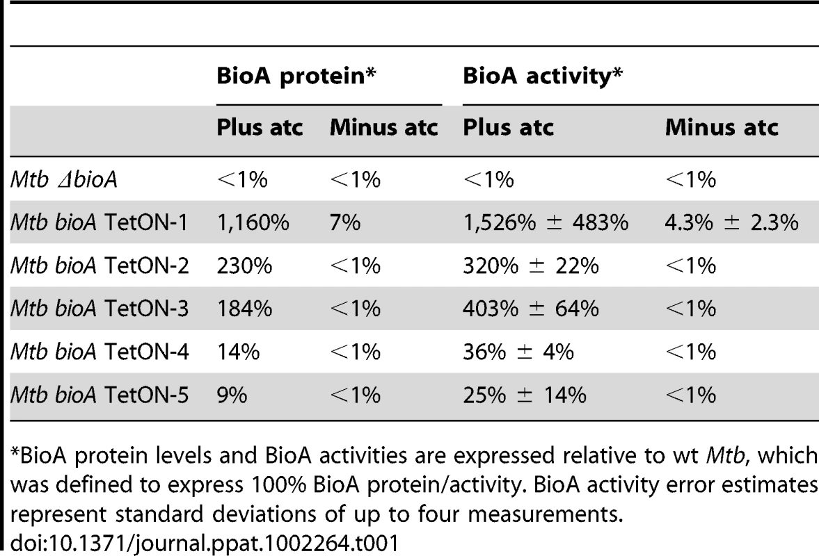 Relative BioA protein levels and activities.