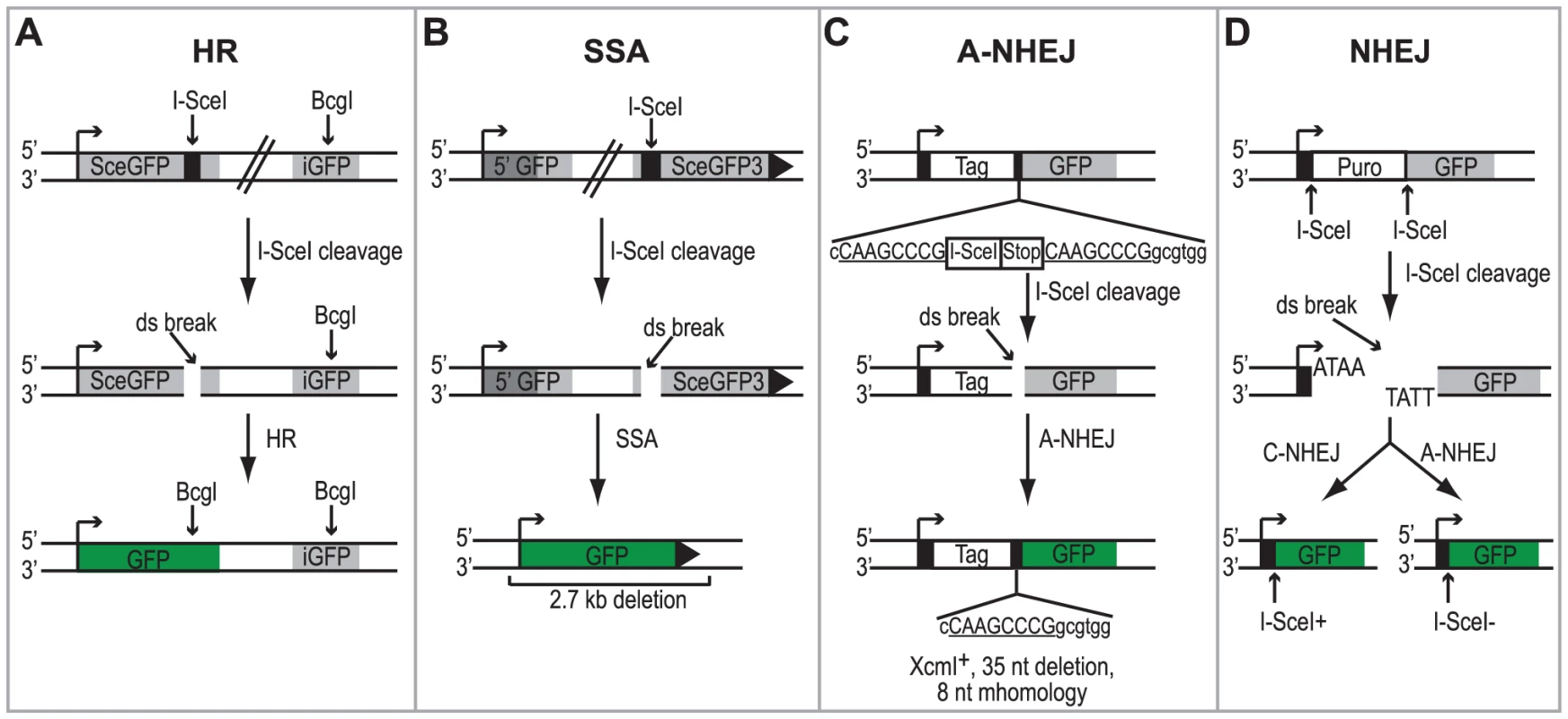 Schematic of the DSBR reporter assays.