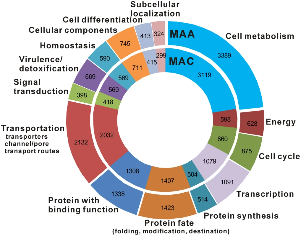 Functional classification and comparison of <i>M. anisopliae</i> and <i>M. acridum</i> proteins.