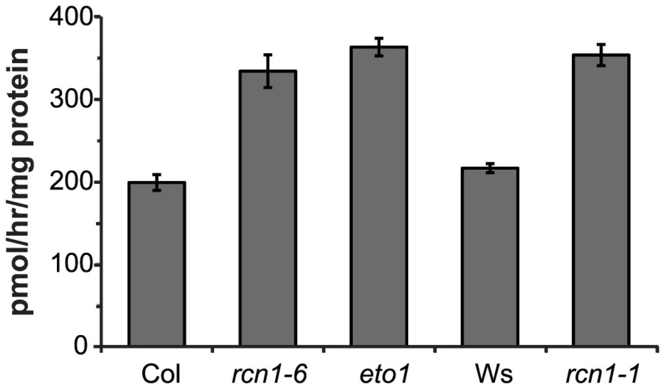 ACS enzymatic activity is increased in <i>rcn1</i> mutant seedlings.