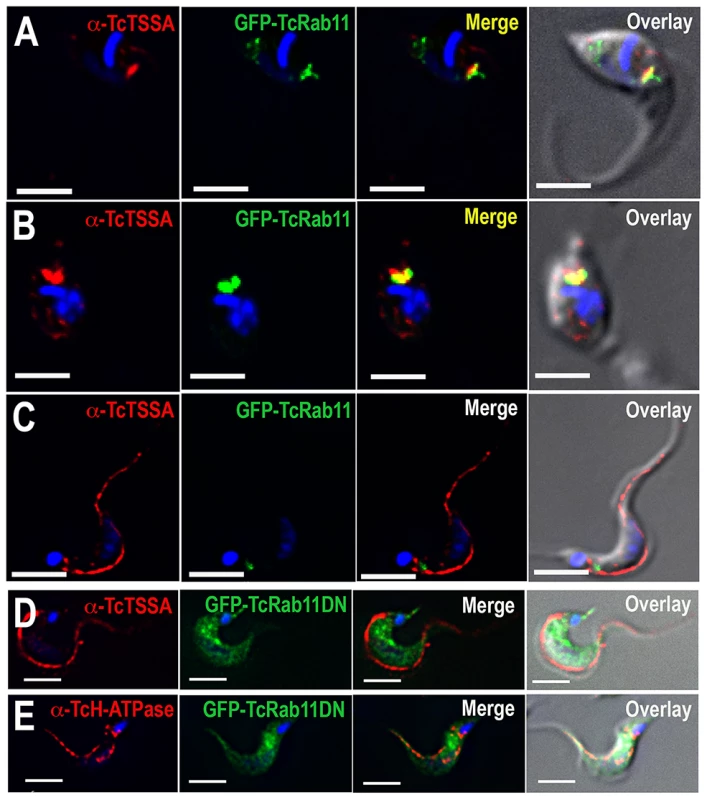 Localization of surface proteins in GFP-TcRab11OE and GFP-TcRab11DN-expressing parasites.