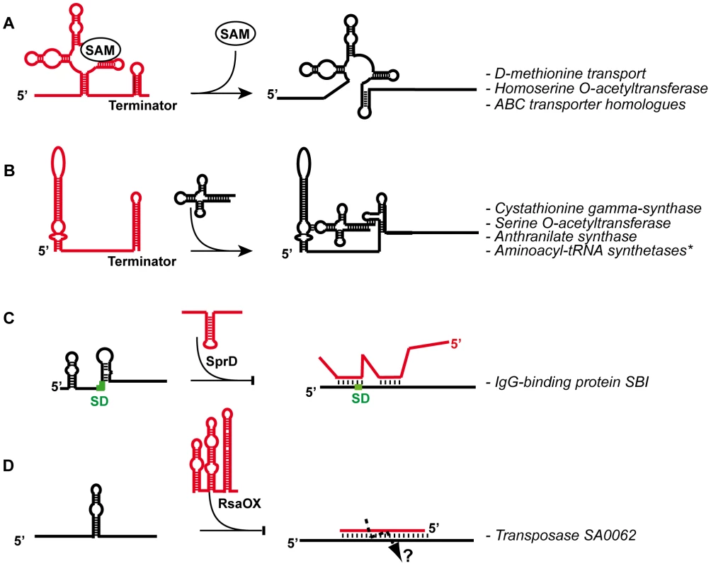 General mechanisms given for several <i>S. aureus</i> regulatory RNAs.