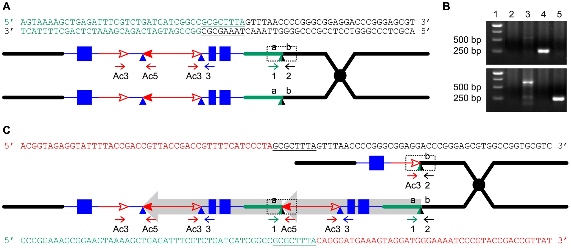 Breakpoint sequences of reciprocal duplication/deletion alleles <i>P1-rr-T1</i> and <i>p1-ww-T1</i> generated by Reversed Ends Transposition.