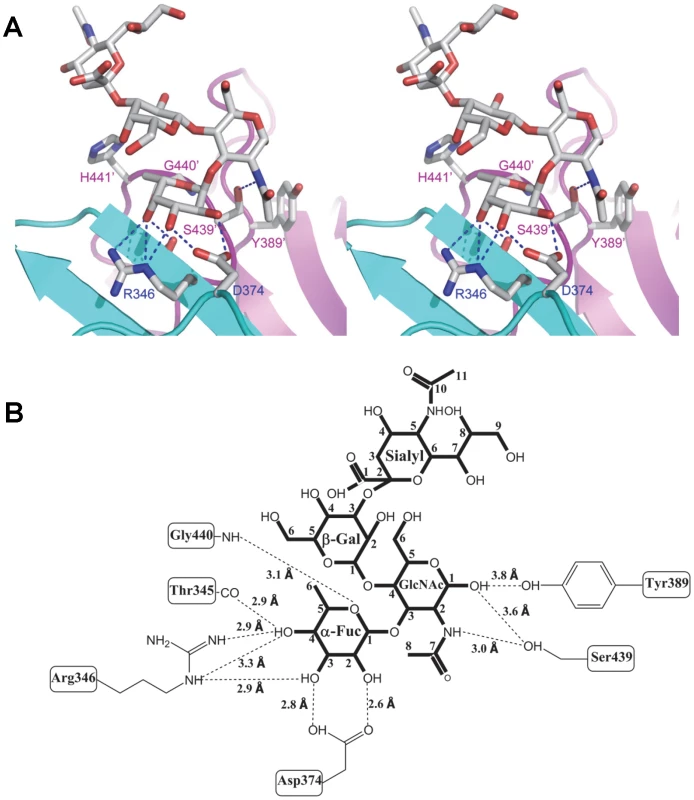 Extensive interaction network between VA207 P dimer and 3′ sialyl-Lewis X tetrasaccharide.