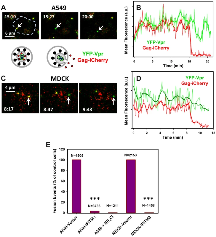 IFITM3 blocks fusion pore formation between single influenza viruses and endosomes.