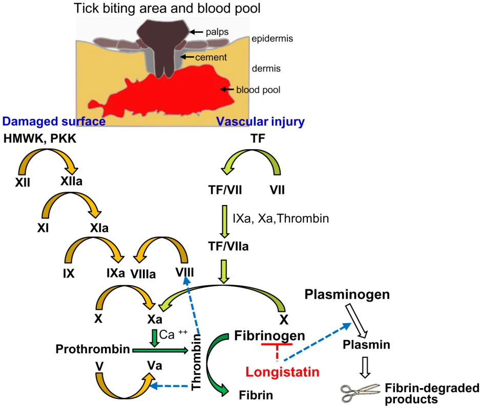 A schematic diagram showing roles of longistatin in blood coagulation and fibrinolysis events.