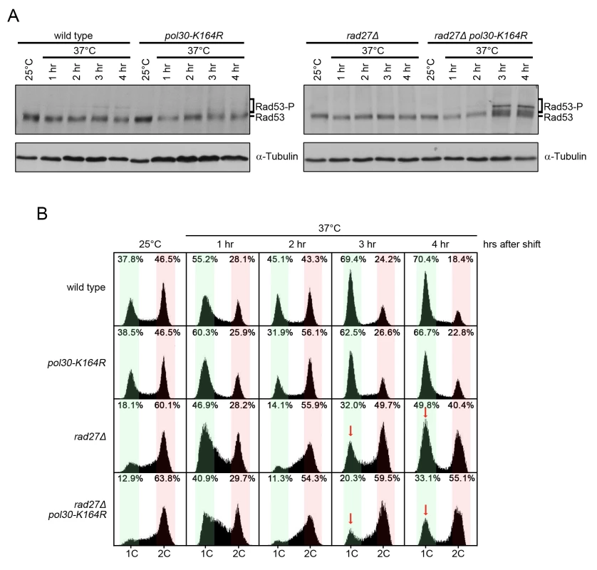<i>rad27Δ pol30-K164R</i> double mutants exhibit increased checkpoint activation and cell cycle arrest.