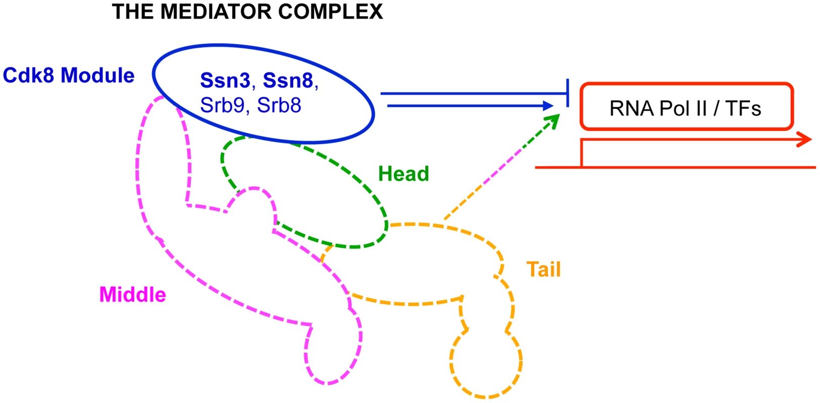 Primary role of Mediator modules in transcription.