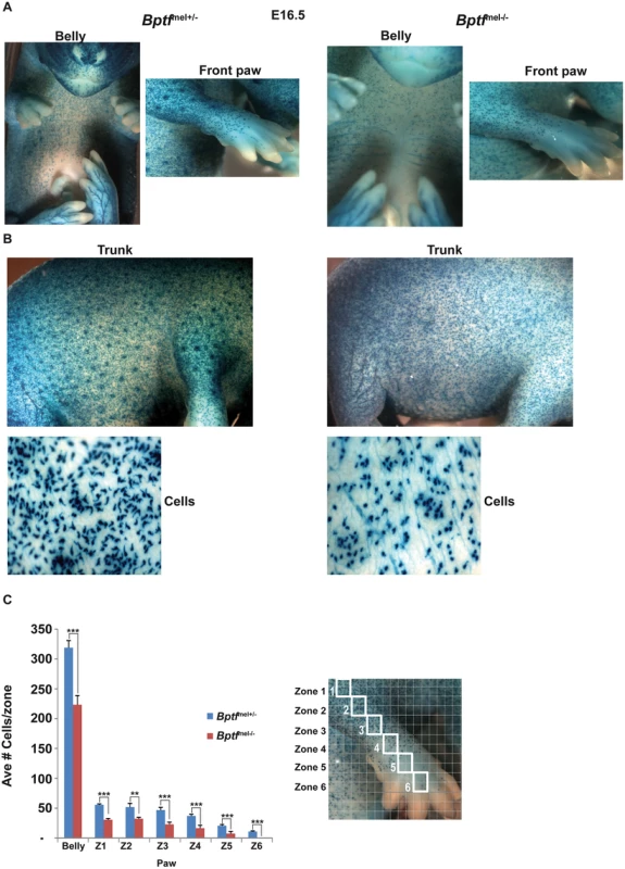 Diminished melanoblast proliferation in Bptf-mutant mice.